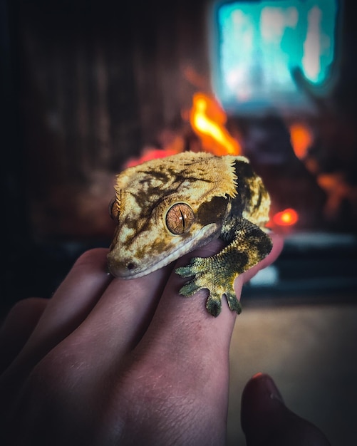 Photo mon magnifique gecko à crête