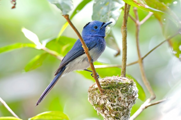 Monarque à nuque noire Hypothymis azurea Beaux oiseaux mâles de Thaïlande avec le nid