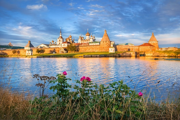 Le monastère Solovetsky sur les îles Solovetsky, l'eau bleue de la baie de la prospérité et un rosier en fleurs