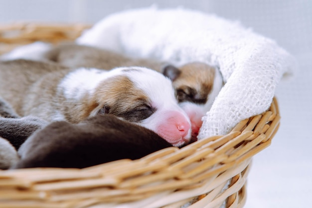 Monde des animaux Petits charmants chiots Welsh Corgi blottis les uns contre les autres dormant doucement dans un panier en osier