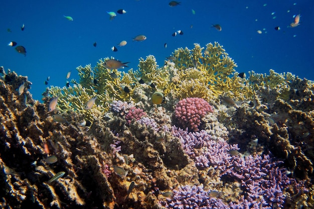 Monde corallien coloré