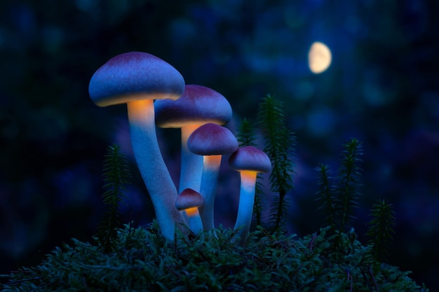 Monde fantastique de champignons Champignons rougeoyants dans la forêt de nuit Paysage de nuit