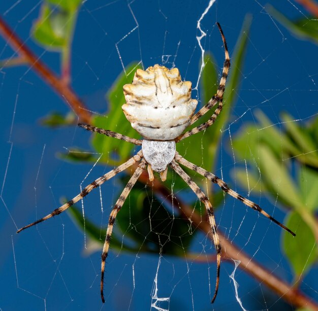 Le Monde Fascinant Des Arachnides Un Regard Approfondi Sur Une Araignée Qui Fabrique Sa Toile 