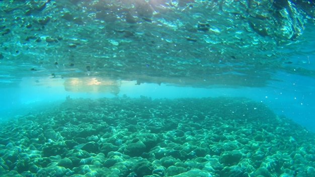 Monde sous l'eau