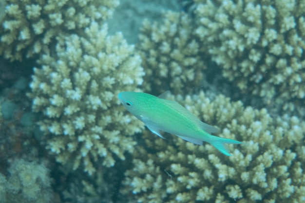 Monde sous-marin avec des coraux et des poissons tropicaux en mer