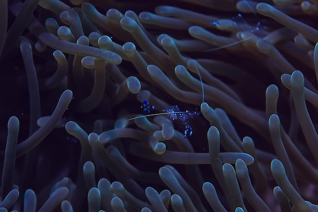 monde sous-marin / désert de la mer bleue, océan mondial, sous-marin incroyable