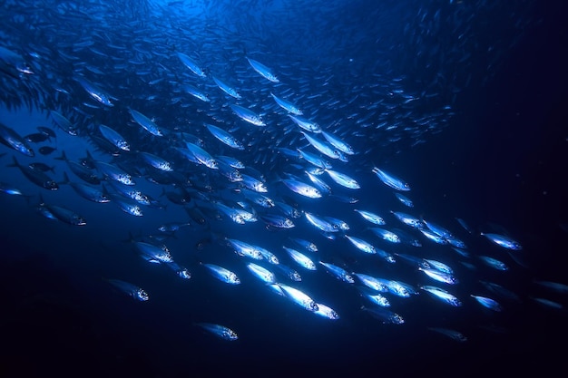 monde sous-marin / désert de la mer bleue, océan mondial, sous-marin incroyable