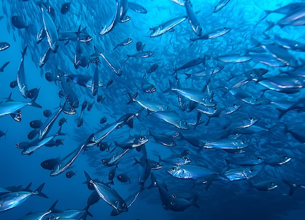 monde sous-marin / désert de la mer bleue, océan mondial, sous-marin incroyable