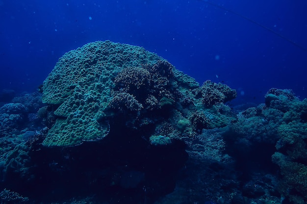 monde sous-marin / désert de la mer bleue, océan mondial, sous-marin incroyable