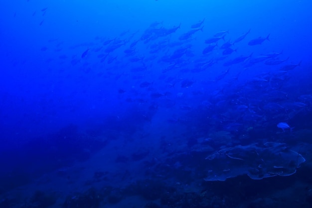 monde sous-marin / désert de la mer bleue, océan mondial, sous-marin incroyable