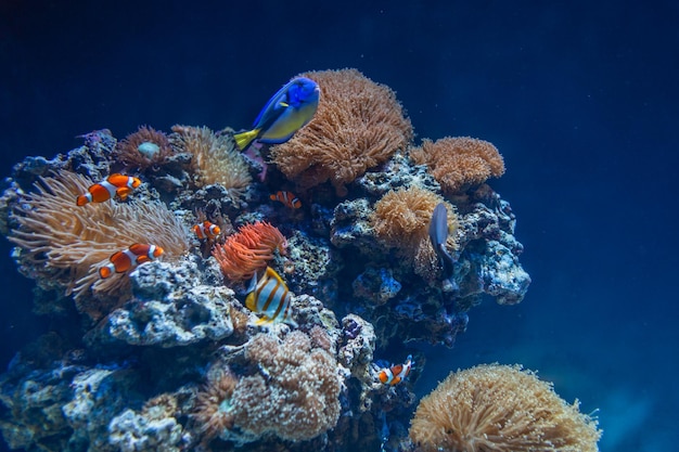 Monde sous-marin incroyable avec récifs coralliens poissons colorés et végétation au fond de la mer Faune et écologie Réchauffement climatique Sauvez le plancton