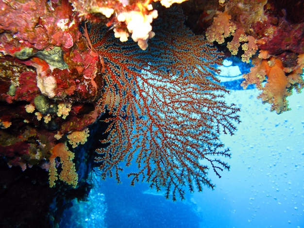 Monde sous-marin de la Mer Rouge