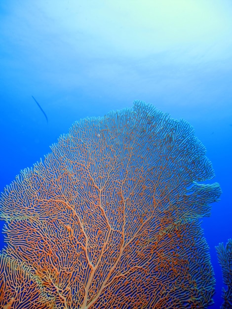 Monde sous-marin de la Mer Rouge