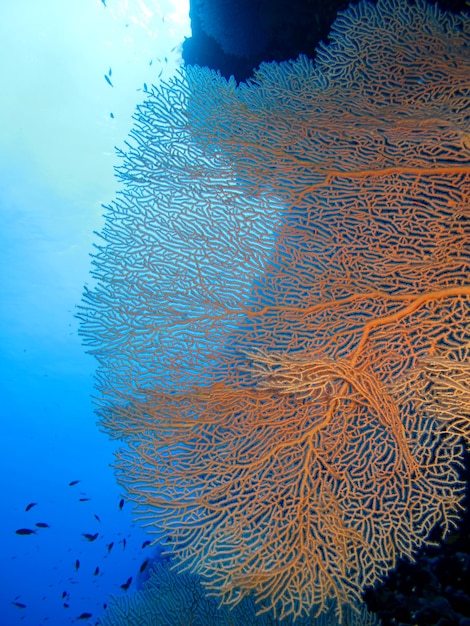 Monde sous-marin de la Mer Rouge