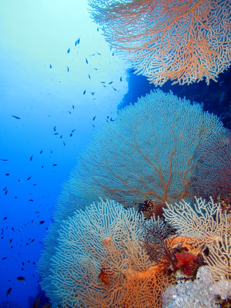 Photo monde sous-marin de la mer rouge