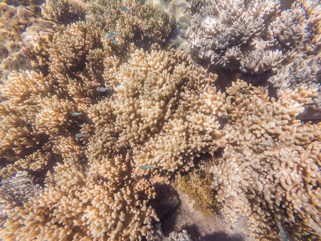 Photo monde sous-marin merveilleux et magnifique avec des coraux et des poissons tropicaux