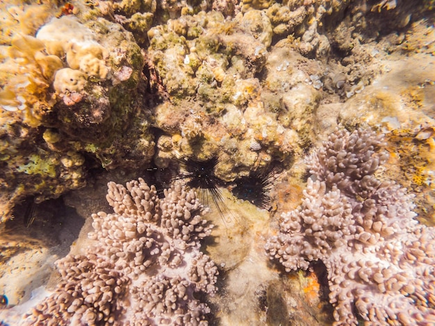 Monde sous-marin merveilleux et magnifique avec des coraux et des poissons tropicaux