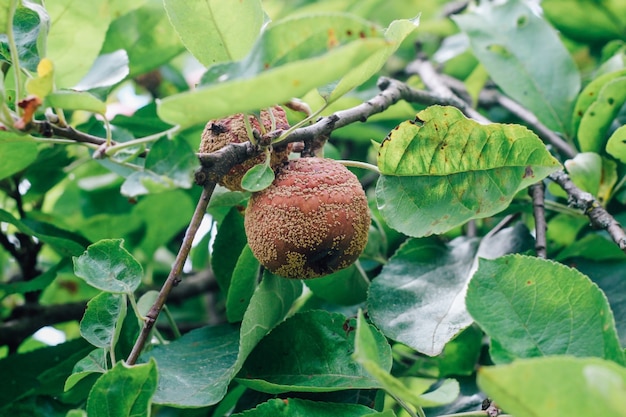 monilinia fructigena, pomme malade avec des signes évidents de lésion croissante