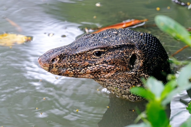 Moniteur d'eau Lézard Varanus salvator Être détendu dans l'eau