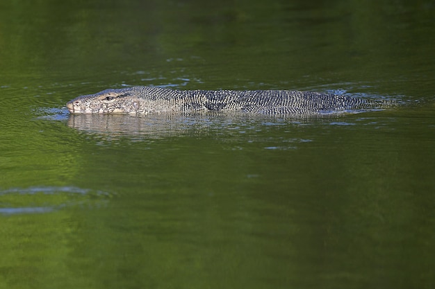 Moniteur d'eau nageant dans un étang vert