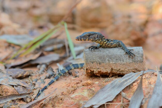 Moniteur lézard sur jardin