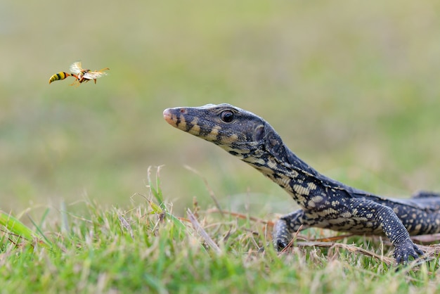 Moniteur lézard sur jardin