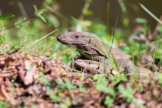 Les moniteurs du Bengale ou varanus bengalensis effectuent l'accouplement