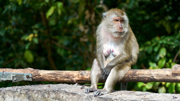 Monkey est assis sur un journal, Koh Pangan, Thaïlande.