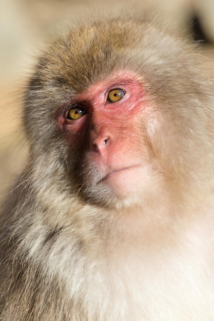 Photo monkey portrait