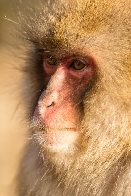 Photo monkey portrait