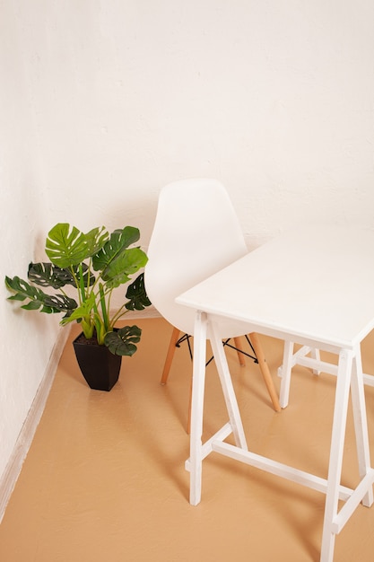 Monstera dans un pot et sur les murs.