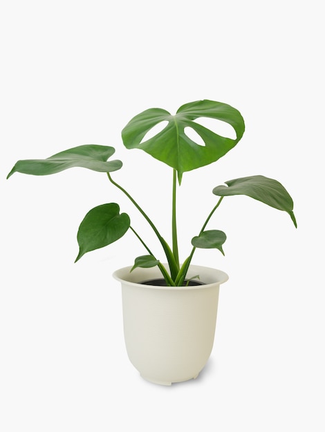 Monstera Deliciosa feuille verte exotique en fleur blanche en pot isolé sur fond blanc avec un tracé de détourage