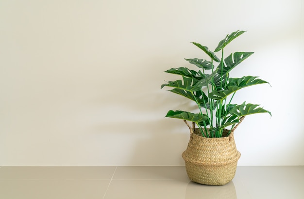 Monstera deliciosa Liebm en pot panier en osier avec mur