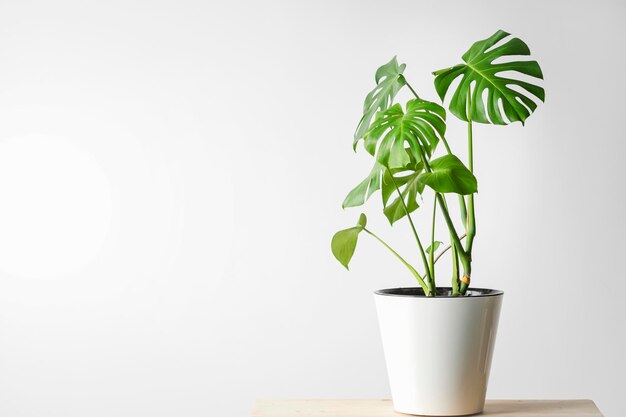 Photo monstera deliciosa ou plante de fromage suisse dans un pot blanc sur une table en bois