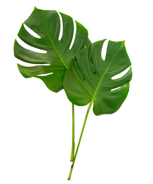 Monstera deux feuilles tropicales vertes isolées sur un fond blanc