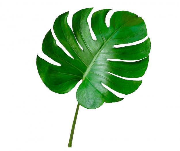 Monstera Feuilles Feuilles Avec Isoler Sur Fond Blanc Feuilles Sur Blanc