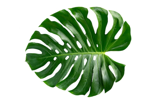 Monstera feuilles feuilles avec Isoler sur fond blanc Feuilles sur blanc