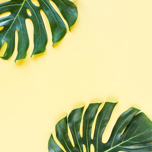 Monstera de feuilles tropicales sur fond jaune vue de dessus à plat