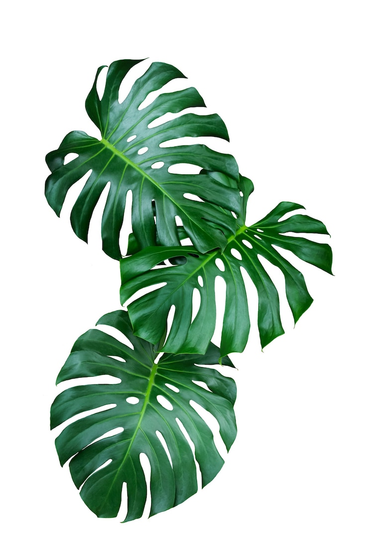 Photo monstera à feuilles vertes sur fond blanc, vraies plantes à feuillage de la jungle tropicale.