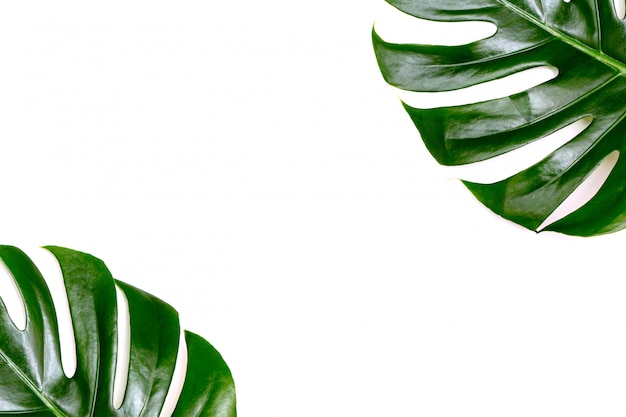 monstera sur fond blanc