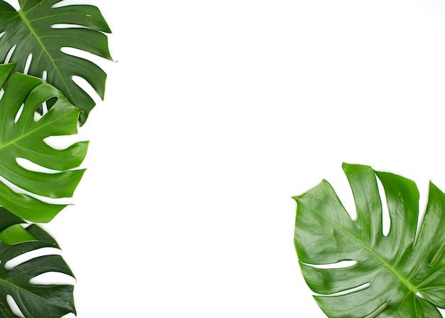 Monstera laisse isolé