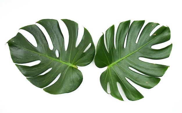 Monstera laisse isolé