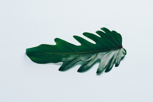 Monstera laisser sur mur blanc