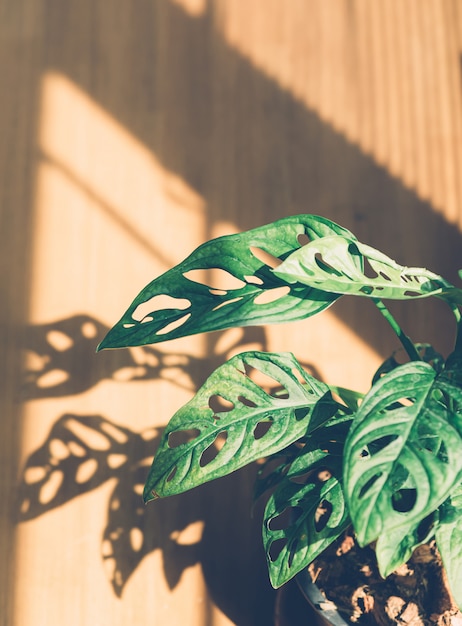 Photo monstera obliqua dans un pot à l'intérieur