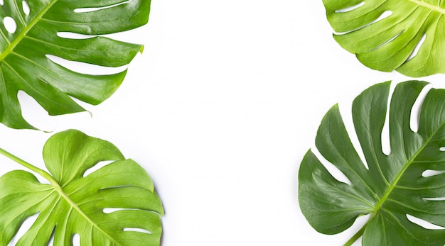 Monstera plante feuilles sur blanc