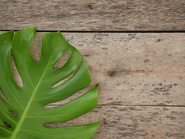 Monstera plante feuilles, vignes tropicales à feuilles persistantes isolés sur le vieux fond en bois, vue de dessus