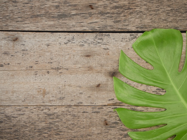 Monstera plante feuilles, vignes tropicales à feuilles persistantes isolés sur le vieux fond en bois, vue de dessus