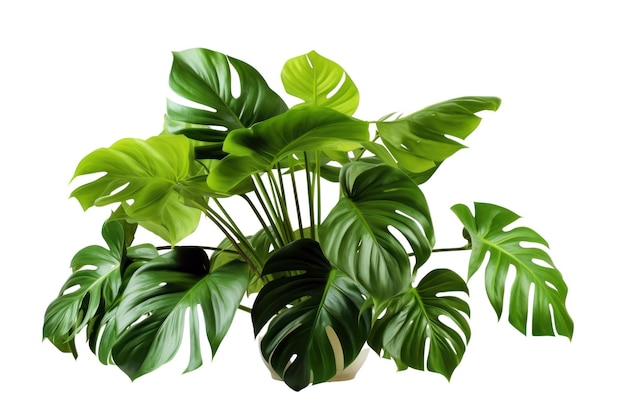 Monstera plante tropicale verte fraîche dans un pot isolé sur fond blanc