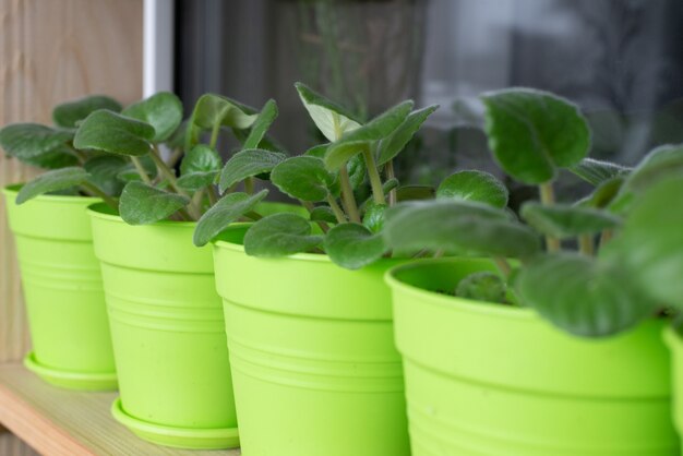 Monstera plante verte sur fond blanc.