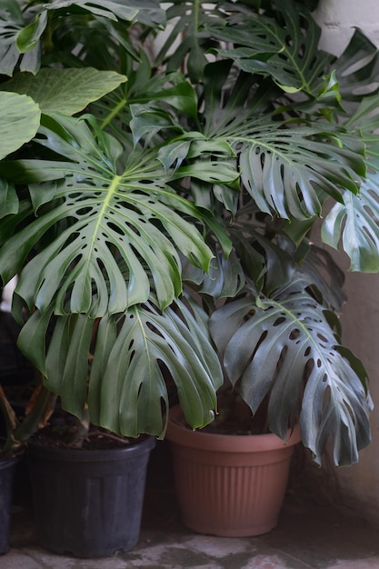 Monstera tropical luxuriant avec des feuilles vertes cultivées dans des pots pour améliorer la décoration et l'intérieur de la maison